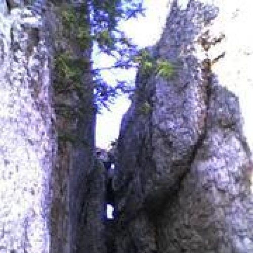 Rezervatia Naturala Padurea Crivineni poza